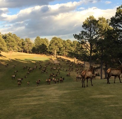 herd of elk on a golf course in Evergreen, CO